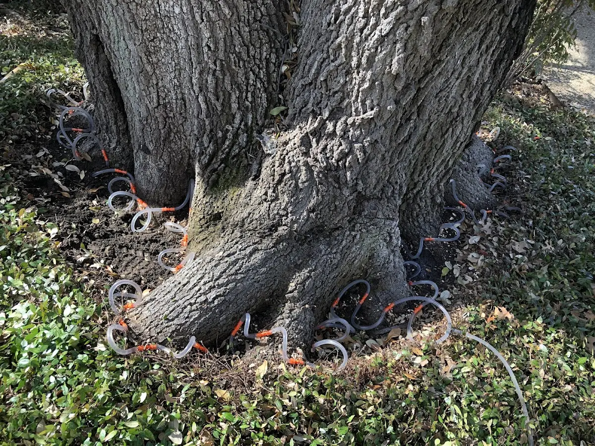 Detailed Tree Cabling and Bracing job site in Lynnwood